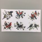 Decalque Passarinho Avignon 70mm - Cartela com 6