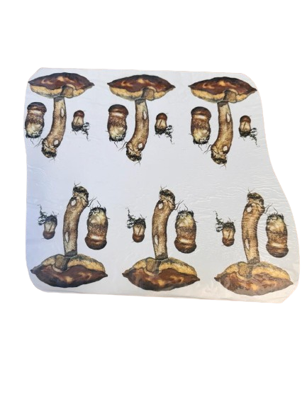 6c084c03f13b18f3f699265572e7528922591_nobg Cogumelos Raiz - Imagem 1