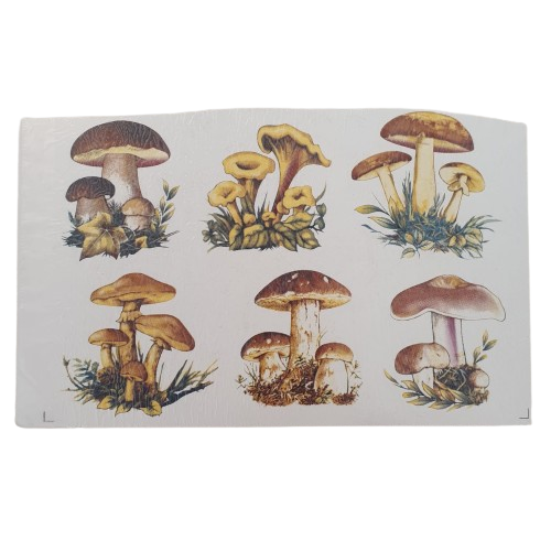 9602a75650e48f99f265d95fb4c5d95877641_nobg Decalque Cogumelos 75mm - Imagem 1