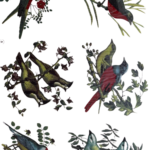 Decalque Passarinho Avignon 65mm - Cartela com 6