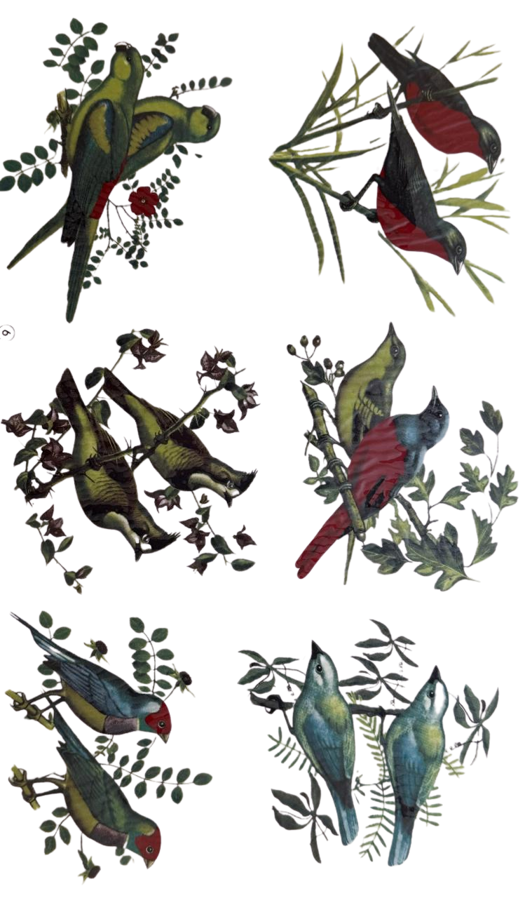 c3c326e04fe9bba8014707f9bfded8d937866_nobg Decalque Passarinho Avignon 65mm - Cartela com 6 - Imagem 1