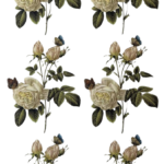 Rosas Brancas 75mm - Cartela com 6