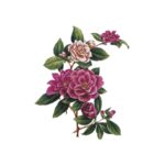 Decalque Camélia 115mm Cartela com 3