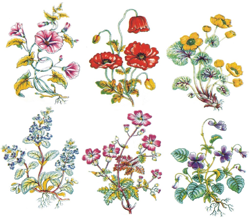 7bb021314da8a417cc824811c3a692b4.jpg Decalque Botanicals 120mm c/ 6 - Imagem 1