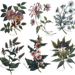 Decalque Aroma de Flor 110mm - Cartela com 6