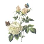 Decalque Rosa Branca com Borboleta 75mm - Cartela com 6