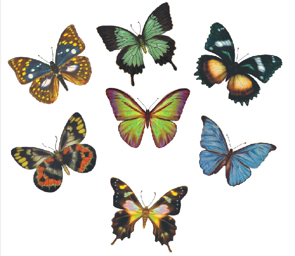 1add4408652cc76687a38986b91daec3.jpg Borboletas de Inverno 70mm - Cartela com 8 - Imagem 1