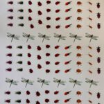 Decalque Insetos Variados