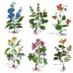 Decalque Plantas Silvestres 70mm c/6