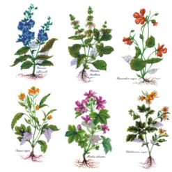 Decalque Plantas Silvestres 70mm c/6