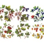 Frutinhas Silvestres 75mm c/6