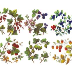 Frutinhas Silvestres 75mm c/6