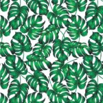 Costela de Adão Modelo D