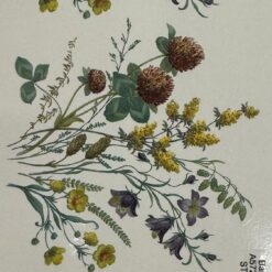 Decalque Deleite (Modelo 2) 90mm c/3